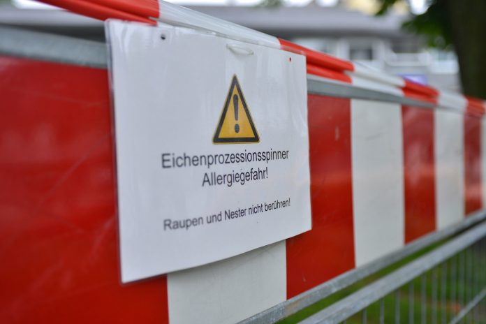 Eichenprozessionsspinner Die Haare des Eichenprozessionsspinners können allergische Anfälle auslösen. Archivfoto: Mathias Kehren