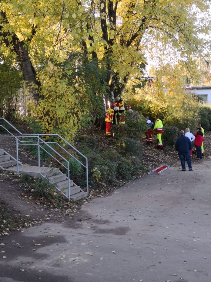 45_HEI_KLetterbaum Der Kletterbaum befand sich auf einer kleinen Anhöhe, neben dem Schulgelände.