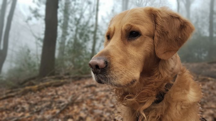 Hund_20190118_091241 Hundebesitzter sollten ihre Tier gegen Staupe impfen lassen, rät das Veterinäramt des Kreises Mettmann. Foto: Mathias Kehren