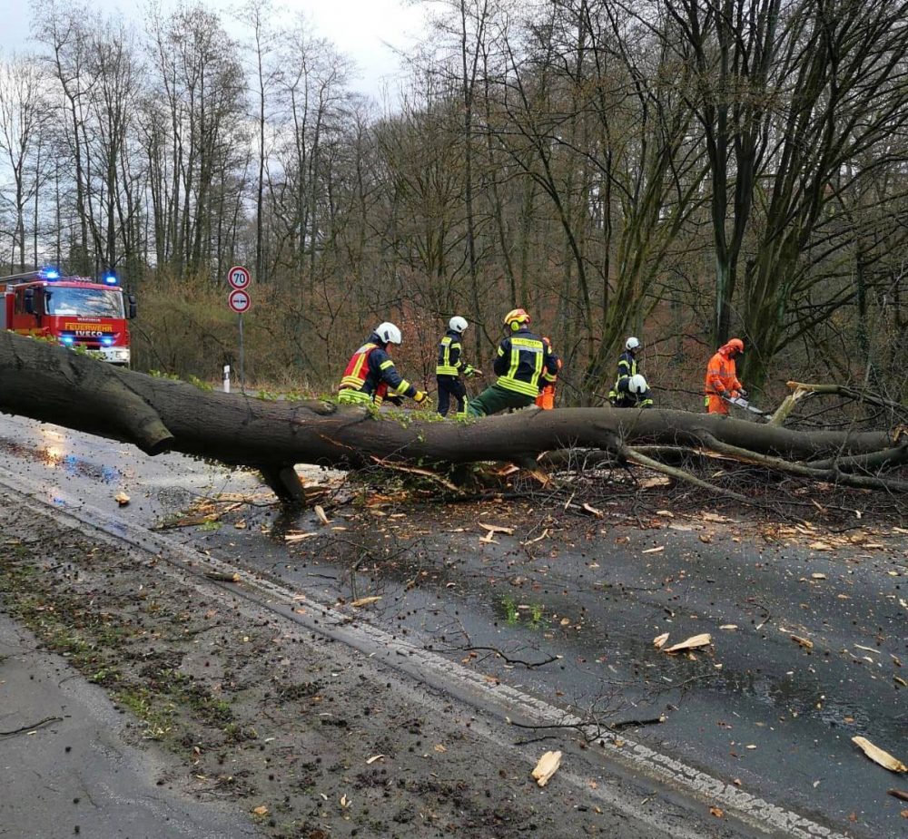 10_ME_sturm-neandertal Diesen umgestürzten Baum musste die Feuerwehr im Rahmen eines Einsatzes zertrennen und von der Fahrbahn räumen. Foto: Feuerwehr Mettmann