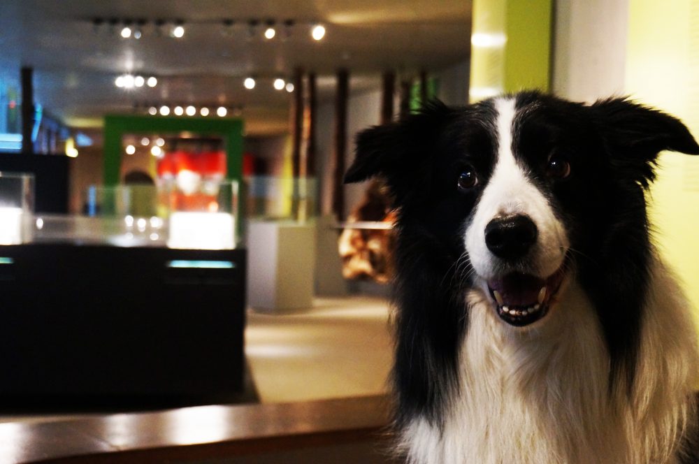 Namo_DoggyDay (28) An jedem ersten Freitag im Monat findet im Neanderthal-Museum der