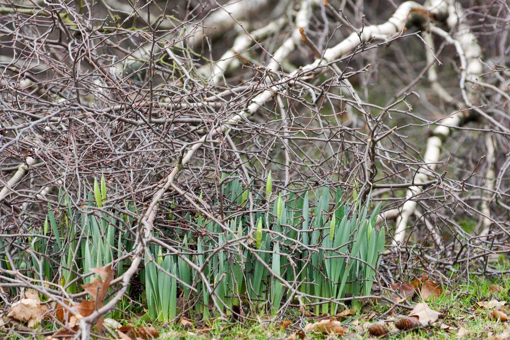 Sturm_umgestuertzter_Baum Nach dem Sturm: TBV raten auf Spaziergänge im Wald und in Parkanlagen zu verzichten. Archivbild: Mathias Kehren