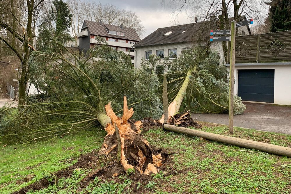 Umgestuerzter_Baum_Sturmtief _Eberhard Der Sturm knickte Bäume um und sorgte für zahlreiche Einsaätze der Feuerwehr. Foto: Feuerwehr Velbert