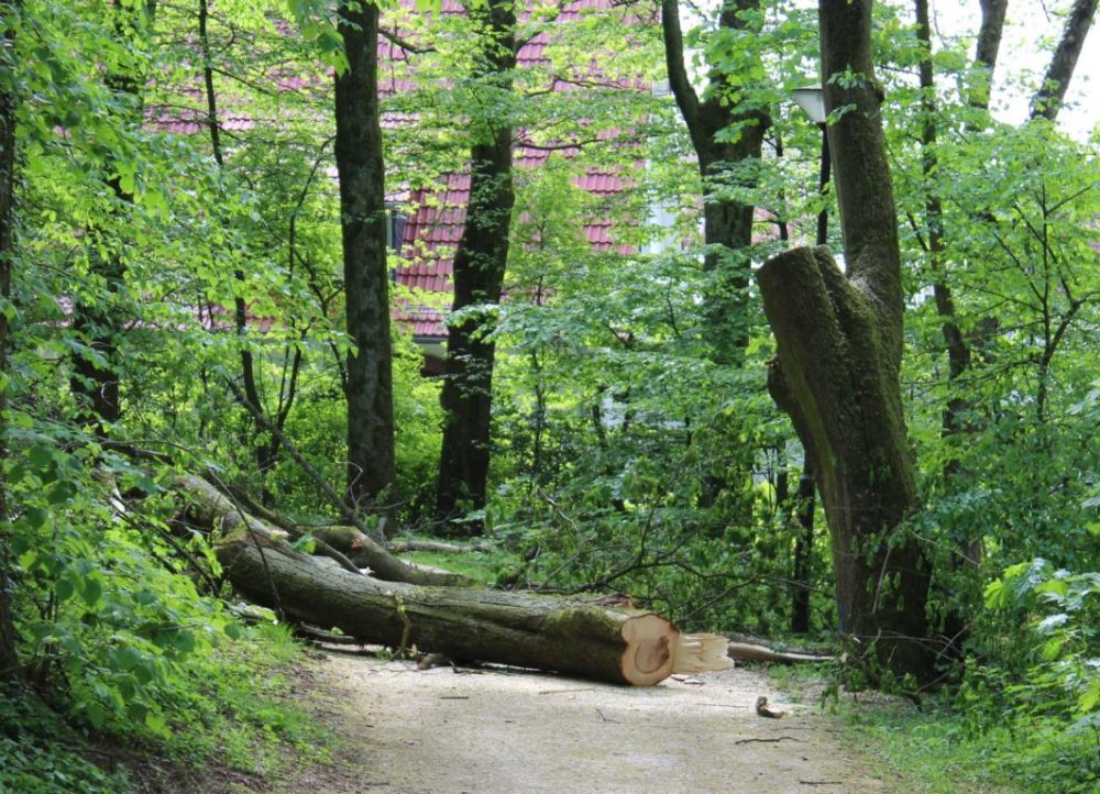 Gefällter Baum im Wülfrather Stadtpark Im Wülfrather Stadtpark werden seit Dienstag Bäume gefällt,