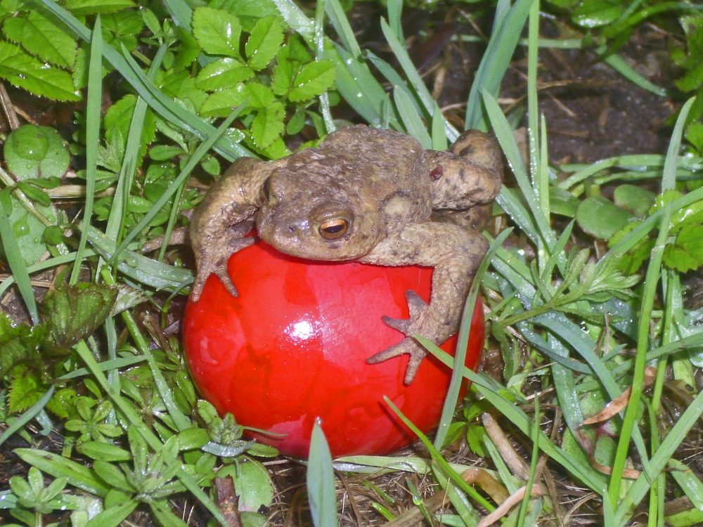Osterkroete Bringt eine Kröte die Ostereier. Diese nicht ganz ernst gemeinte Frage wird am Osterstand der SPD in Heiligenhaus beantwortet. Foto: Ingmar Janssen