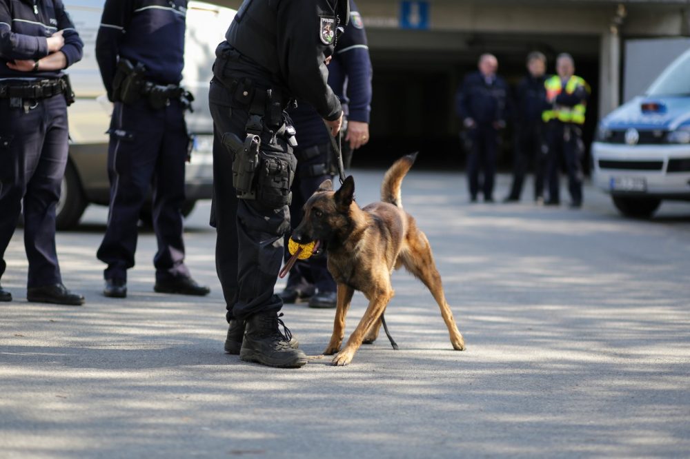 Spürhund der Kreispolizeibehörde Mettmann Als tierischer Helfer in Wülfrath im Einsatz: Der Rauschgift-Spürhund von der Kreispolizeibehörde Mettmann. Foto: Polizei