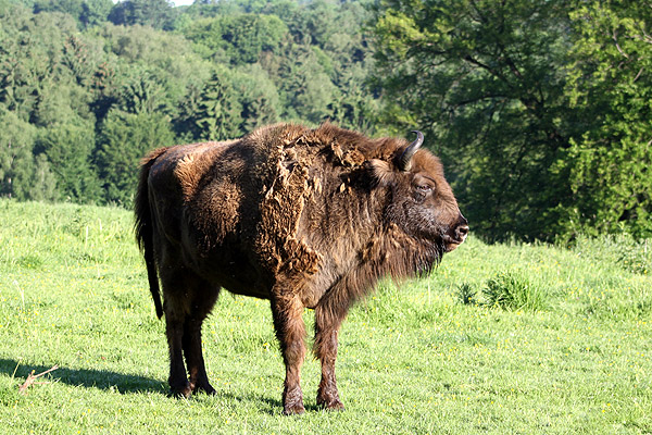 Wisent Der Naturschutzverein Neandertal lädt zu einer Wanderung um das Wildgehege ein. Symbolbild: Super Tipp (Archiv)