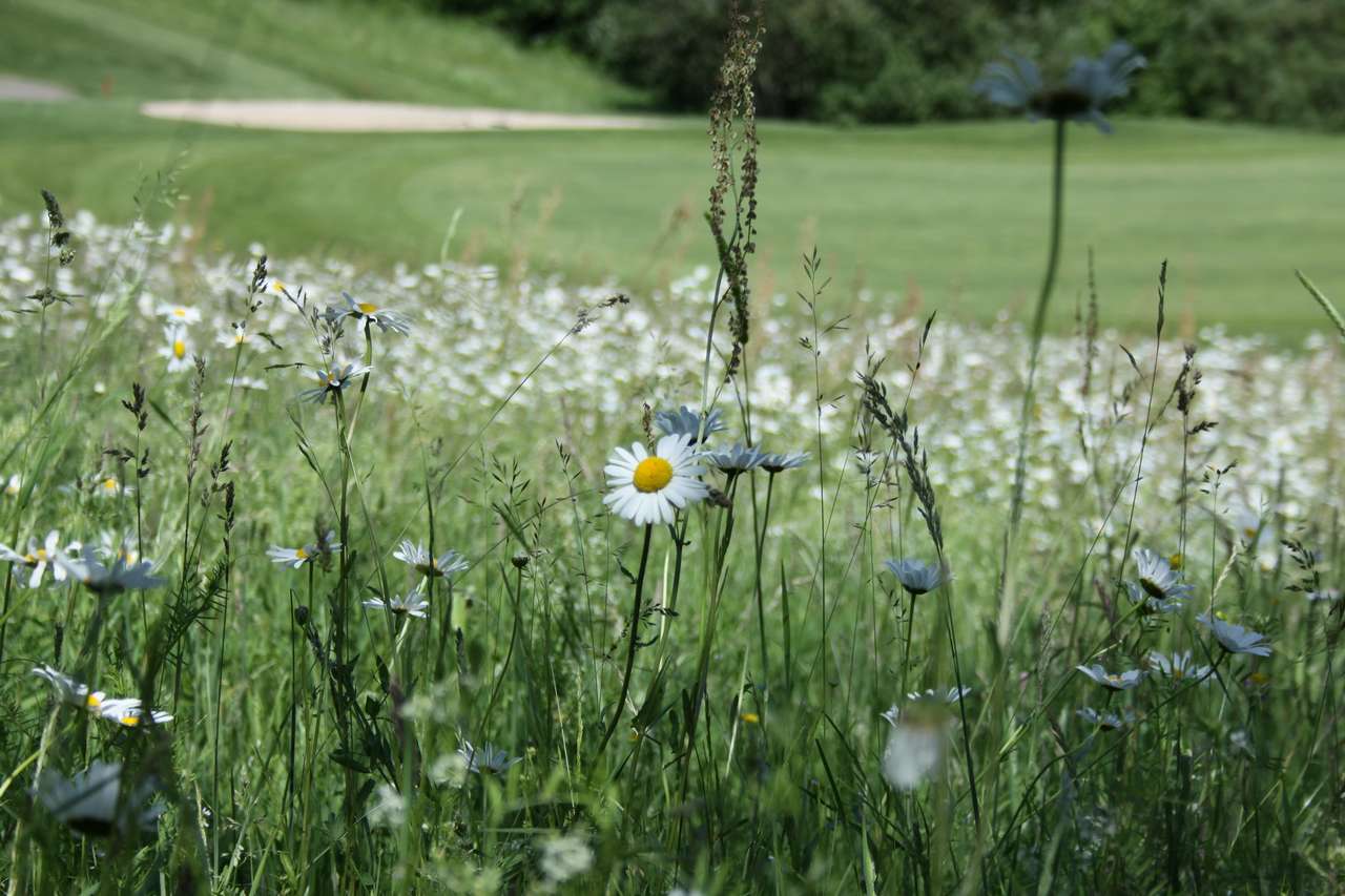 RA_Wiese Auf den Rough-Flächen wird generell auf Dünger verzichtet. Hier wachsen wilde Blumen und Kräuter, die wenig Stickstoff benötigen. Foto: Stefan Mülders