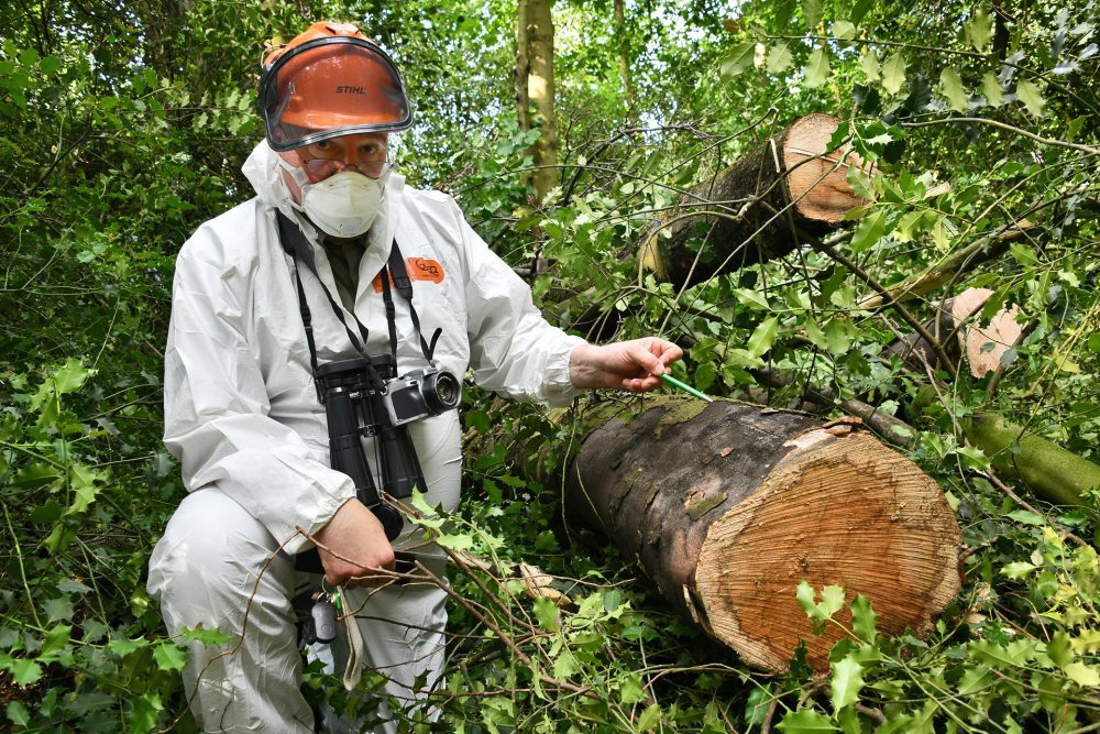 Peter Tunecke zeigt die Symptome der Baumkrankheit: Typisch sind der schwarze Ruß unter der Rinde und die dunkel gezackten Ringe im Stammholz, die Anzeichen für den fortschreitenden Verlauf der Fäulnis sind. Foto: Mathias Kehren