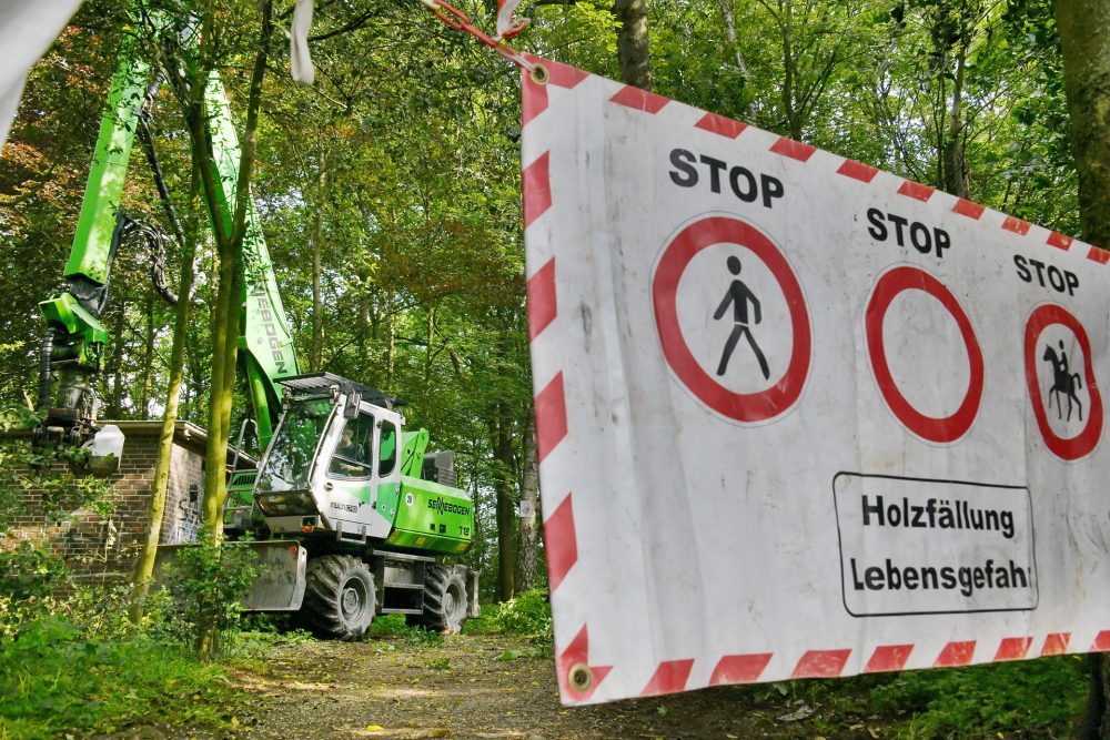 Russrindenkrankheit_Baumfaellungen_Langenhorst In einem Waldstück im Langenhorst sind Bäume von der Rußrindenkrankheit befallen. Die betroffenen Bäume werden gefällt, das Waldstück ist komplett gesperrt. Foto: Mathias Kehren