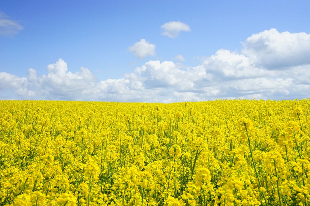 field-of-rapeseeds-474558_1920