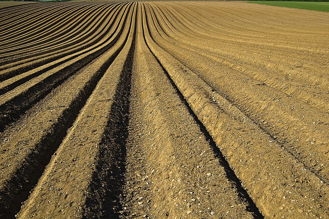 crop-1149914_1280 Am Montag wollen Landwirte in Bonn gegen das Agrarpaket sowie weitere neue Verordnungen der Bundesregierung protestieren. Foto: Symbolbild (pixabay)